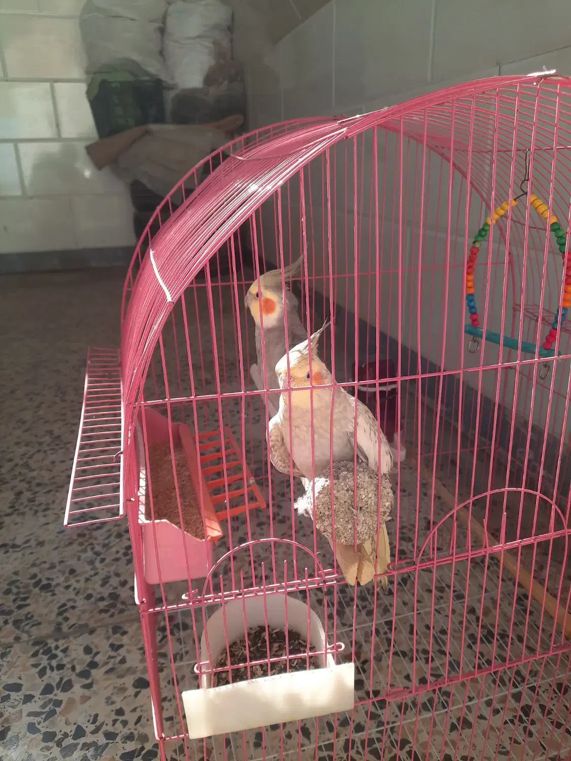 جفت عروس هلندی مست ودستی|پرنده|کارون, |دیوار