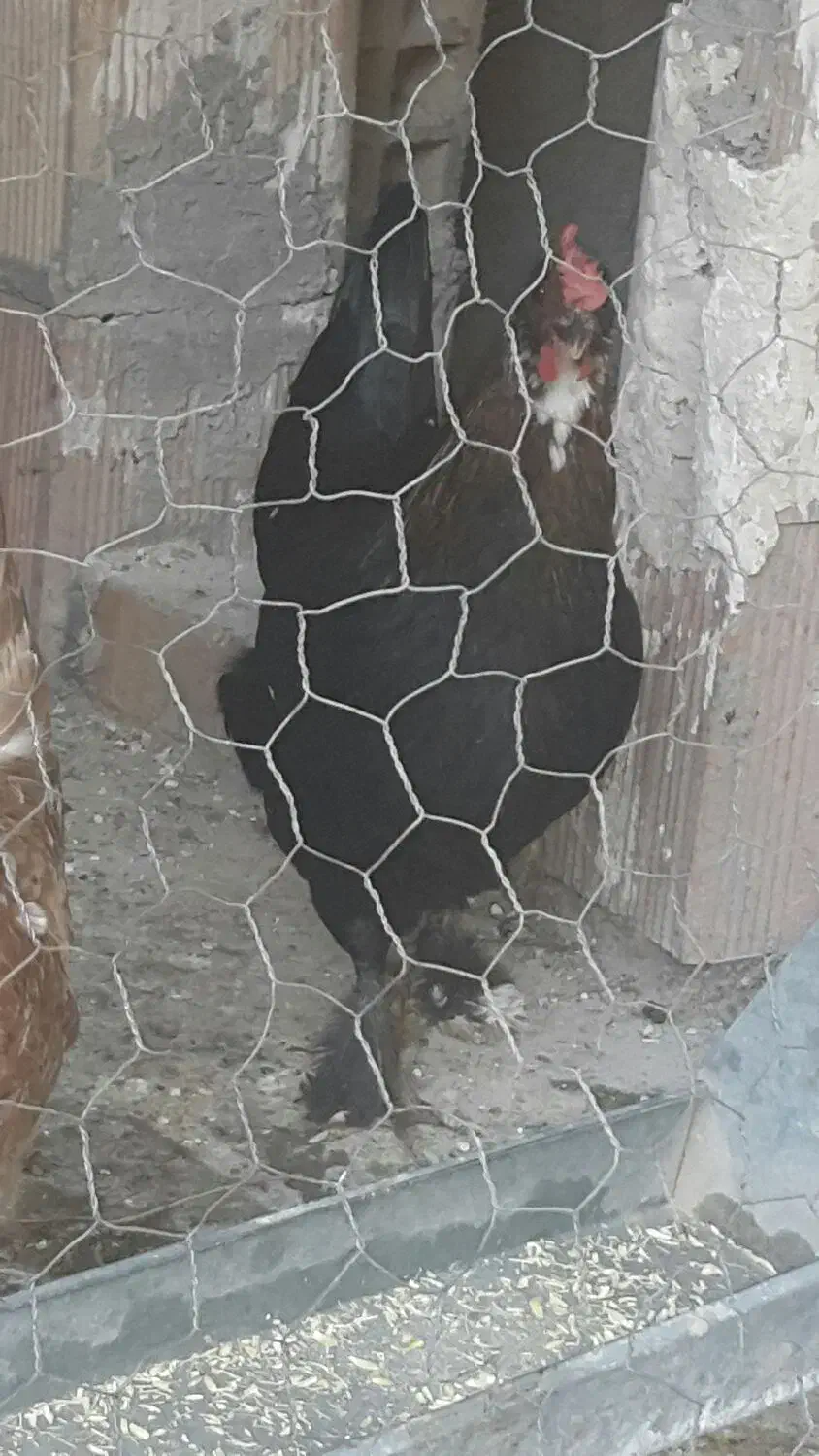 تخم مرغ|خوردنی و آشامیدنی|ایلام, |دیوار