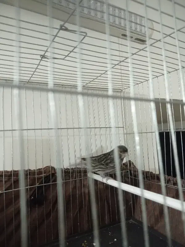 قناری|پرنده|خمینیشهر, |دیوار