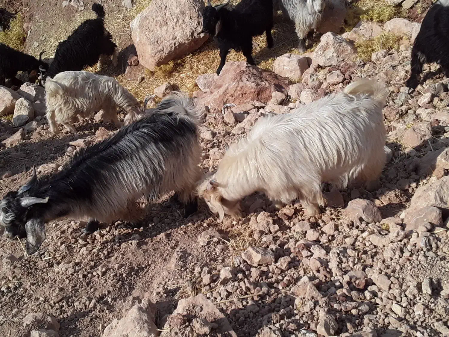 تعداد۴۳بزغاله فروش|حیوانات مزرعه|آبدانان, |دیوار