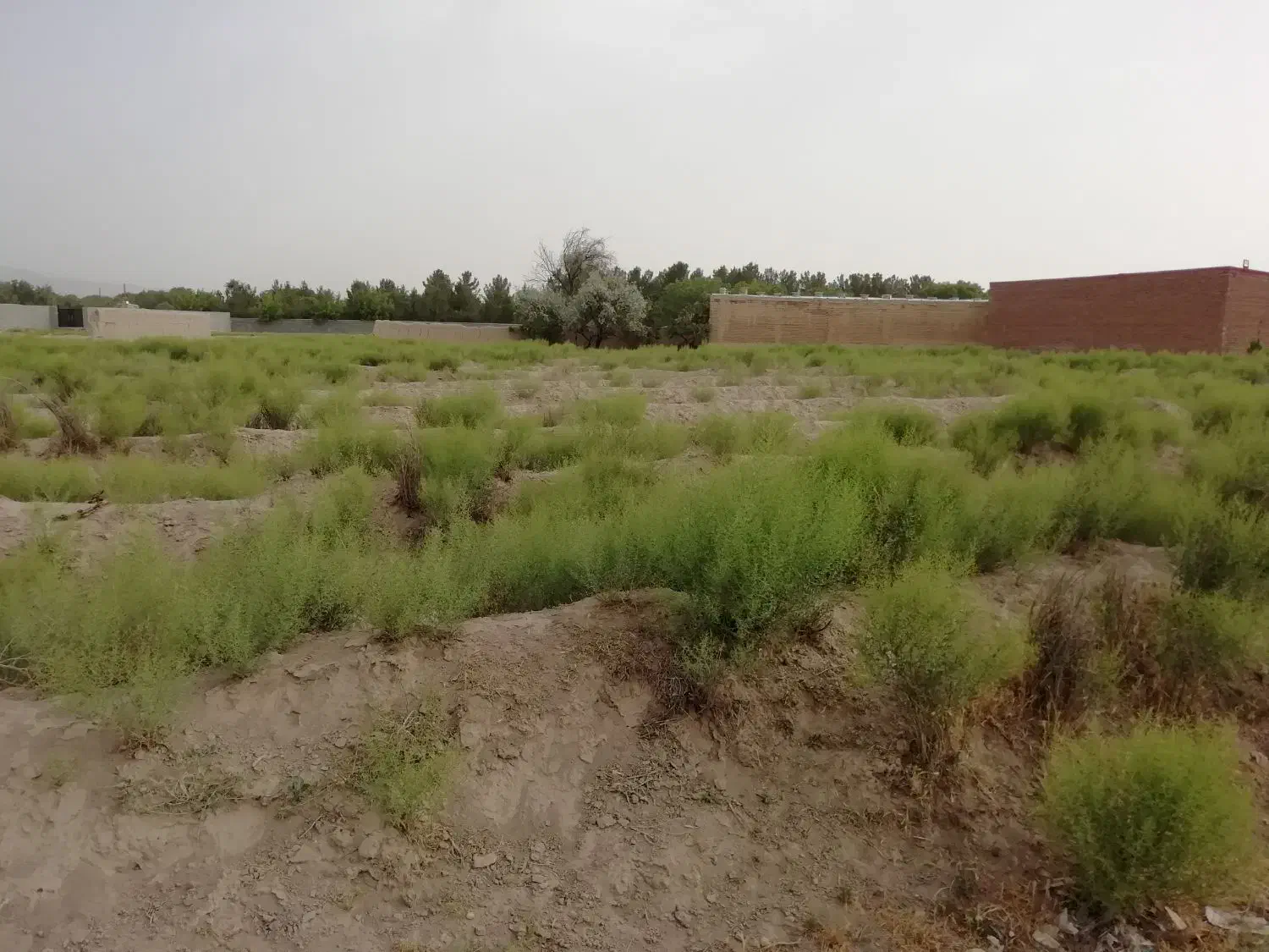 فروش حق الورثه|فروش زمین و ملک کلنگی|بناب, |دیوار