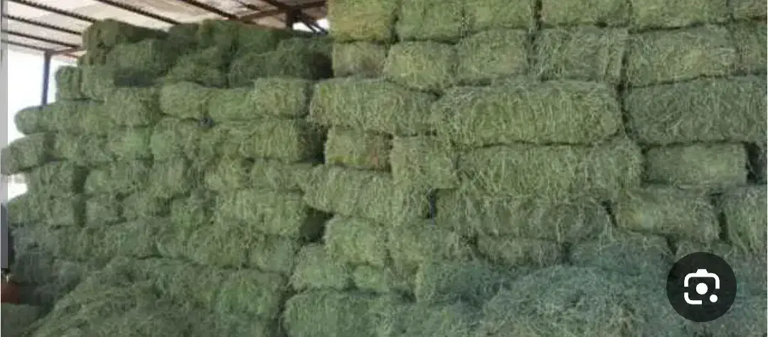 فروشی یونجه انباری|لوازم جانبی حیوانات|دیواندره, |دیوار