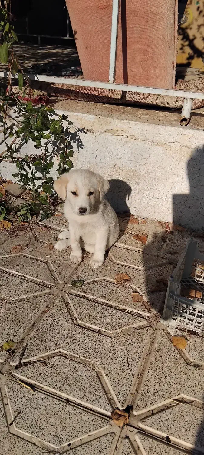 توله سگ پاکوتاه میکس|سگ|مشهد, جاهد شهر|دیوار