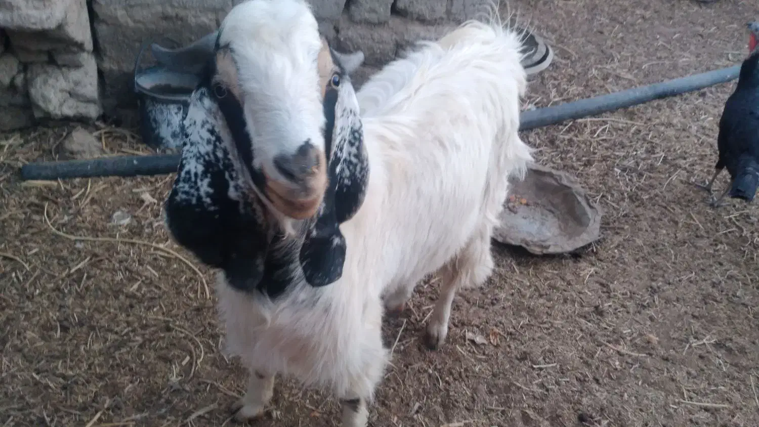 کهره نر|حیوانات مزرعه|تیمور آباد, |دیوار