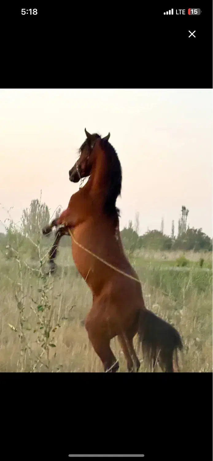 اسب|اسب و تجهیزات اسب‌سواری|ارومیه, |دیوار