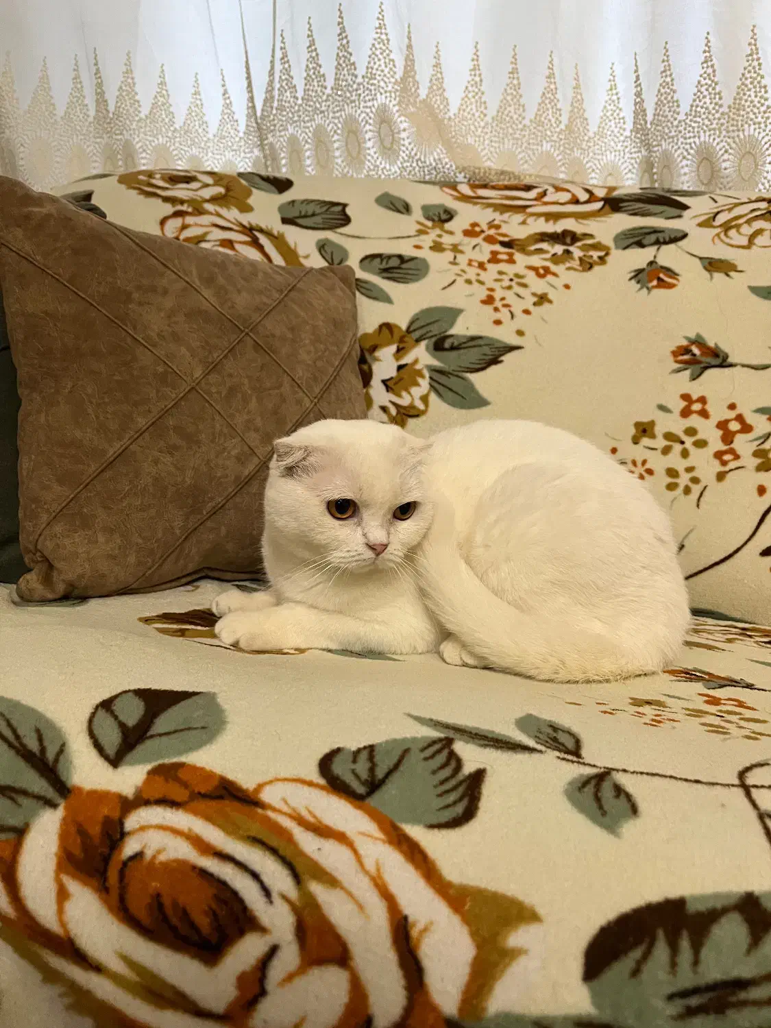 گربه برتیش و اسکاتیش ماده|گربه|تبریز, |دیوار