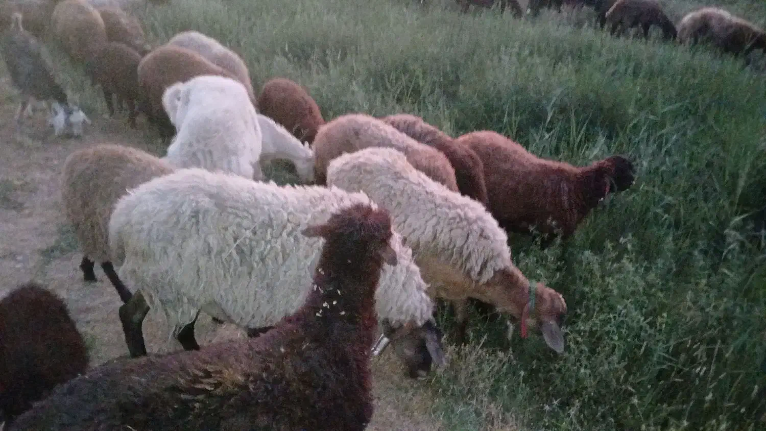 بره نرو ماده|حیوانات مزرعه|پردیس, فاز ۲|دیوار