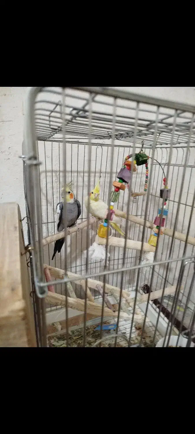 عروس هلندی|پرنده|یاسوج, |دیوار