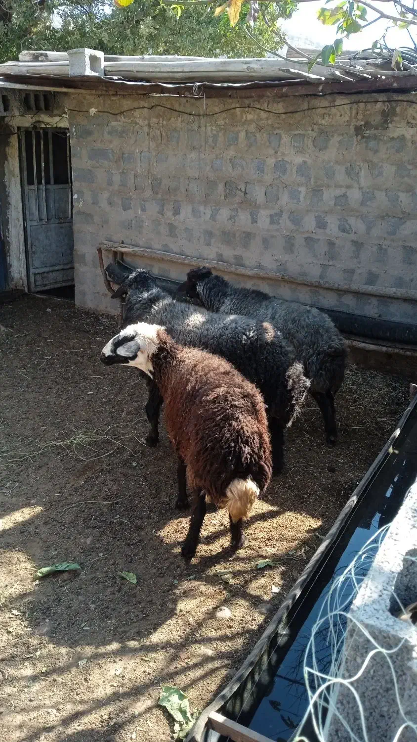 کاوه قوچ افشار|حیوانات مزرعه|چیتاب, |دیوار