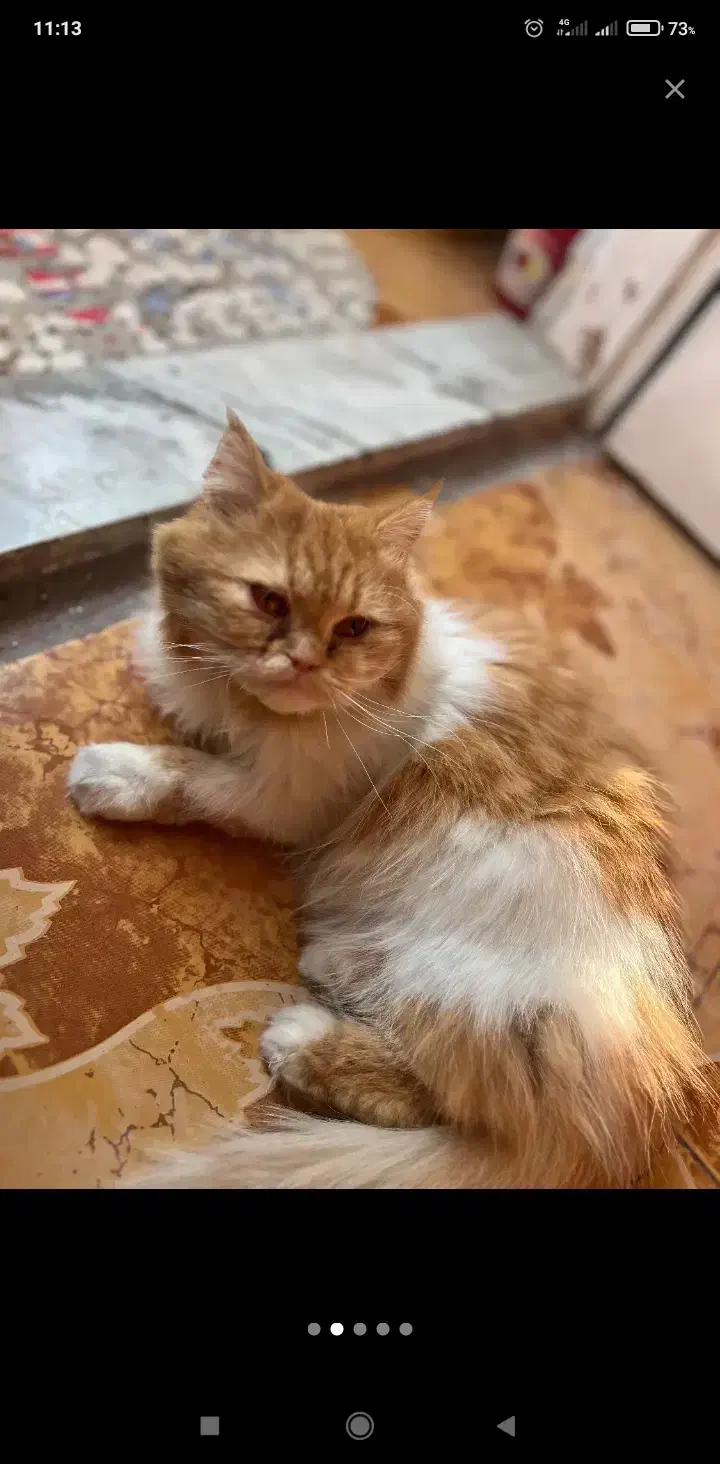 ترکیب پرشین و اسکاتیش|گربه|قائمشهر, |دیوار