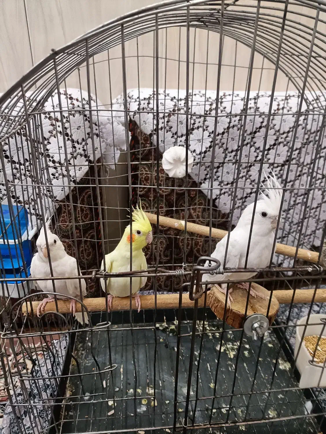 عروس هلندی|پرنده|یزد, |دیوار