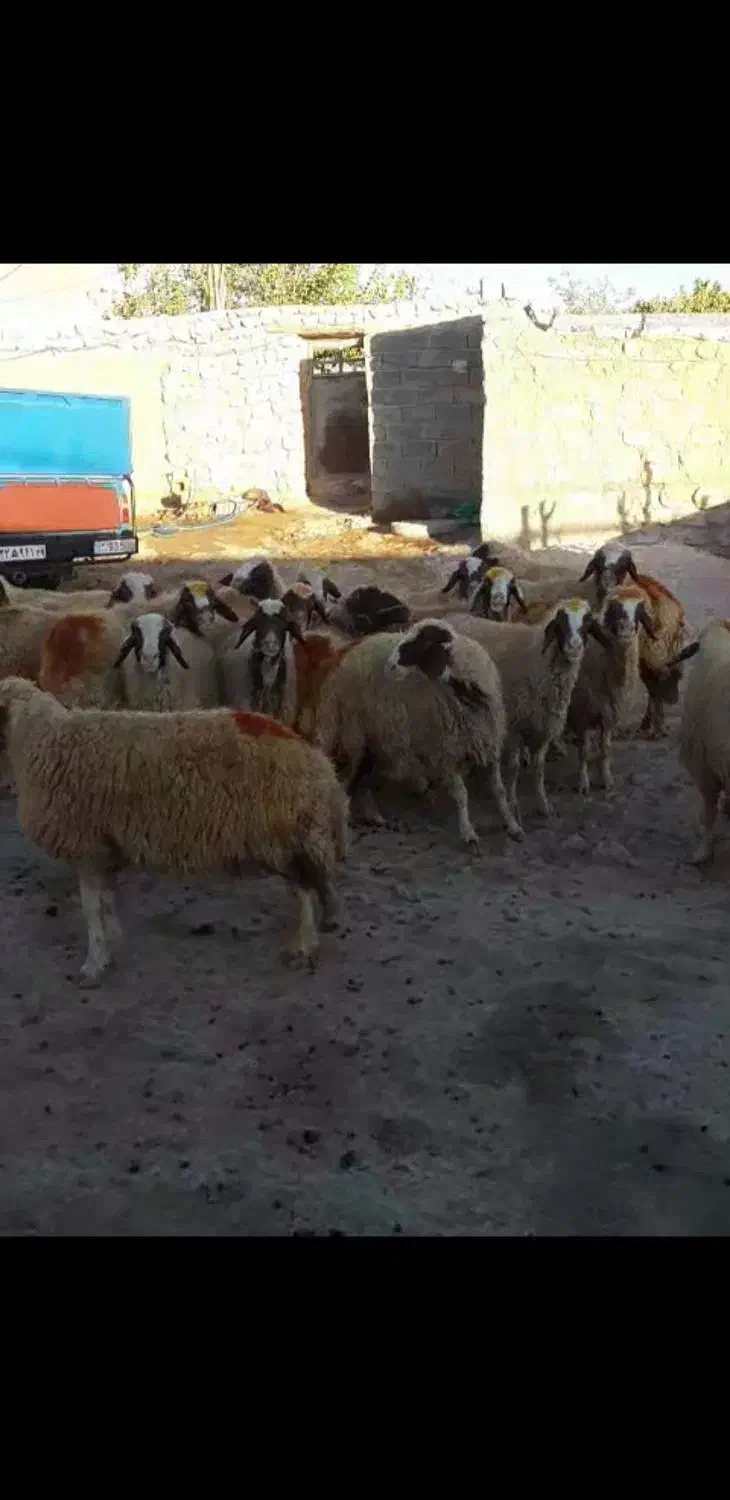 میش سنجابی|حیوانات مزرعه|اسلامآباد غرب, |دیوار