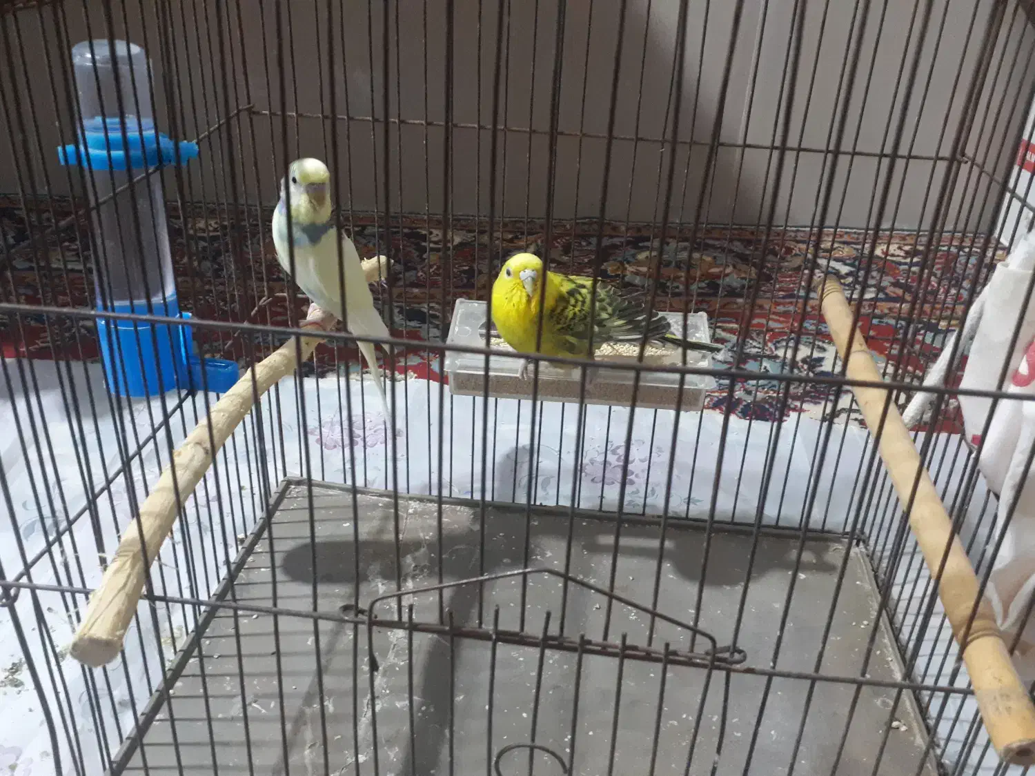 مرغ عشق|پرنده|بندر کنگان, |دیوار