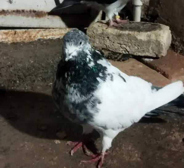 کفتر|پرنده|کوهدشت, |دیوار