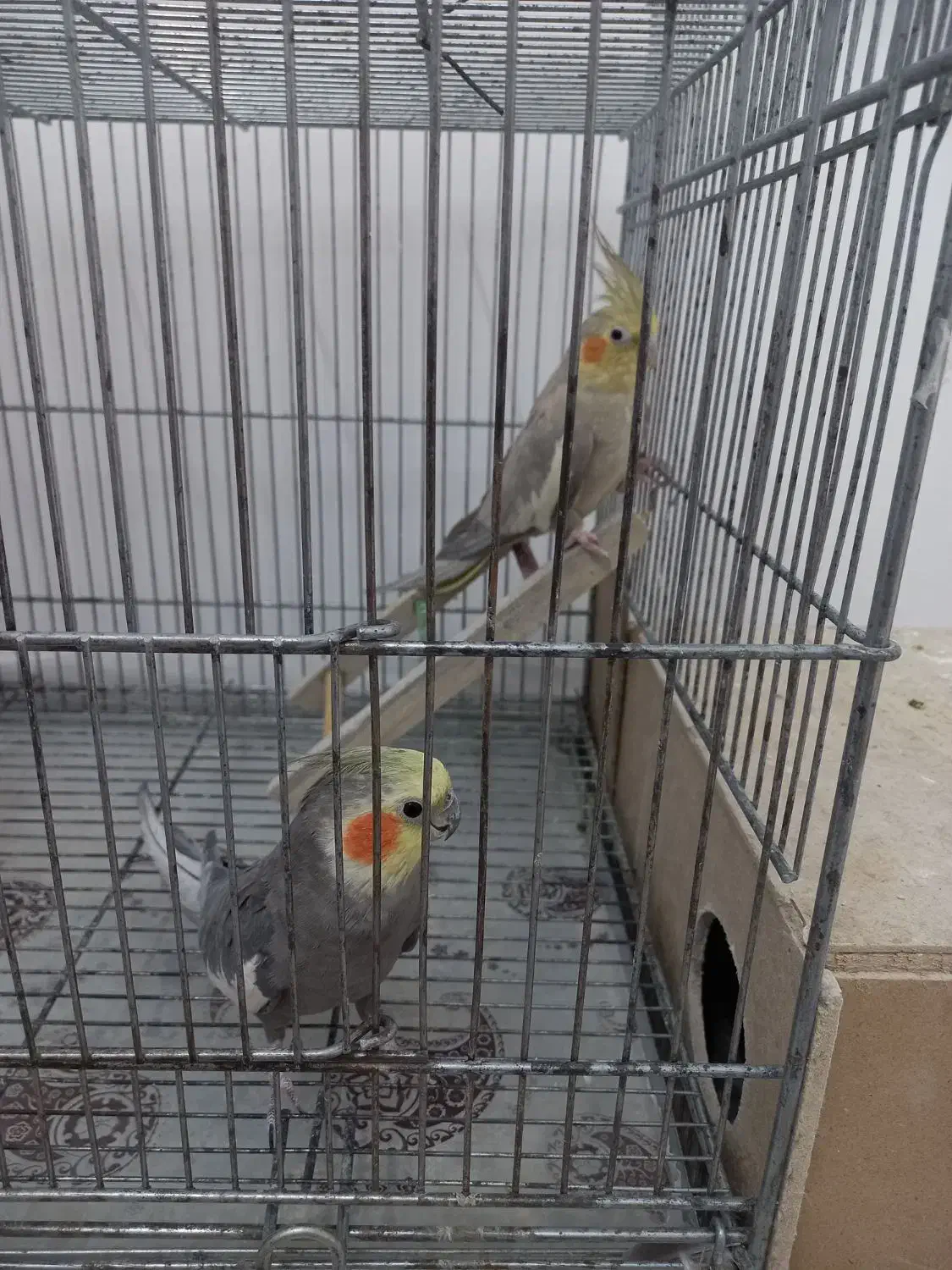 یک جفت عروس هلندی مولد|پرنده|برخوار, |دیوار