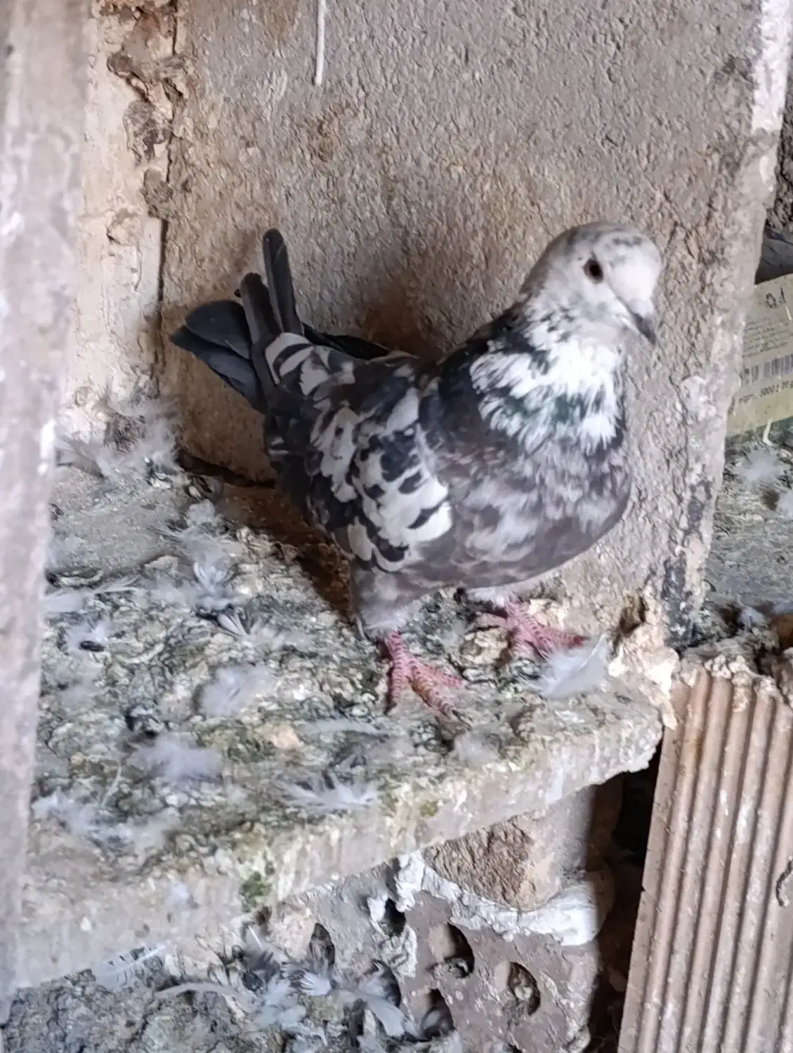 کفترپرشی|پرنده|شریفآباد, |دیوار