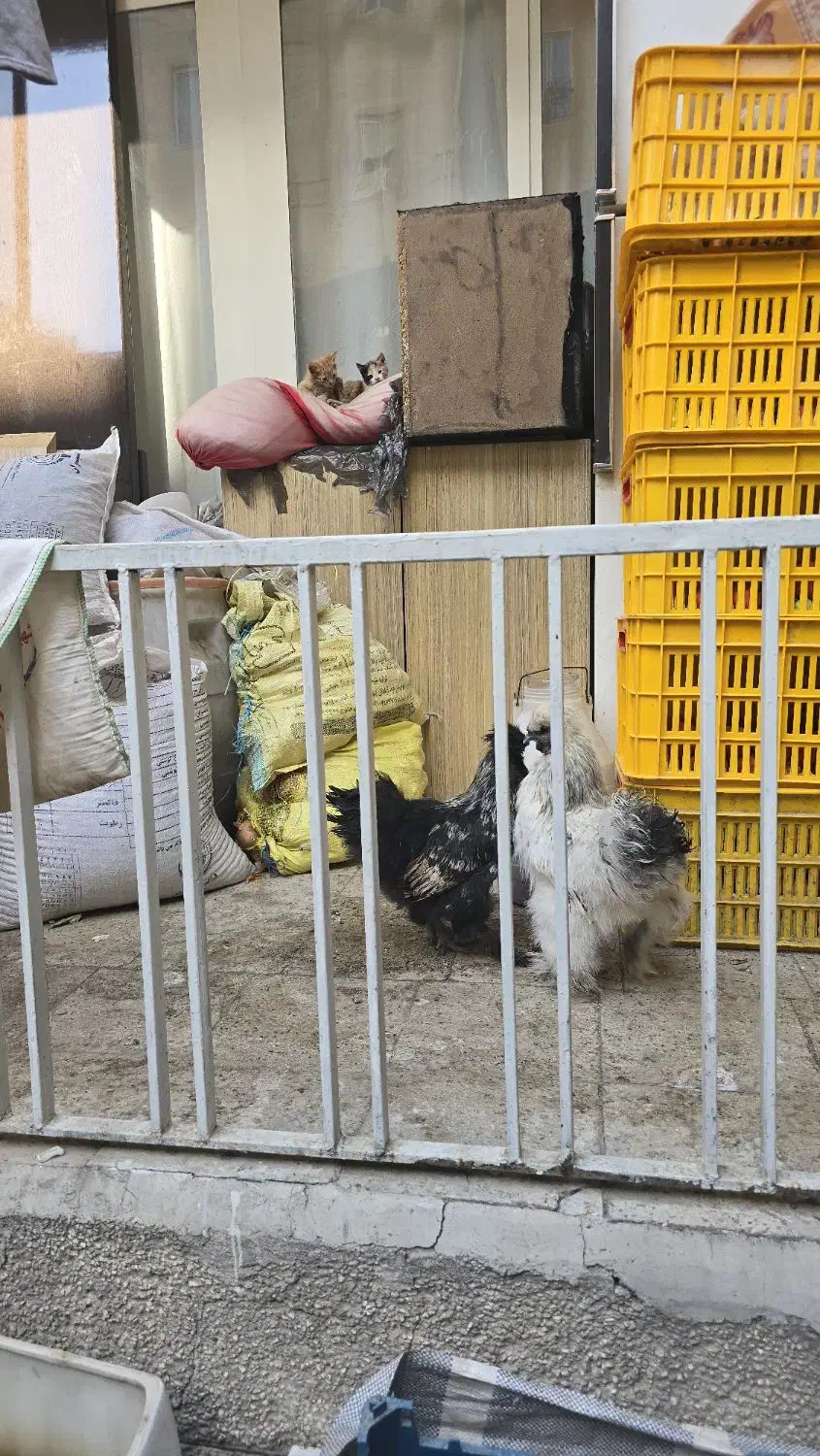 خروس ابریشمی|حیوانات مزرعه|تهران, دردشت|دیوار