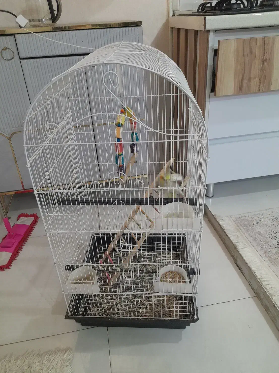 عروس هلندی ماده با قفس|پرنده|قدس, شهر‌قدس|دیوار