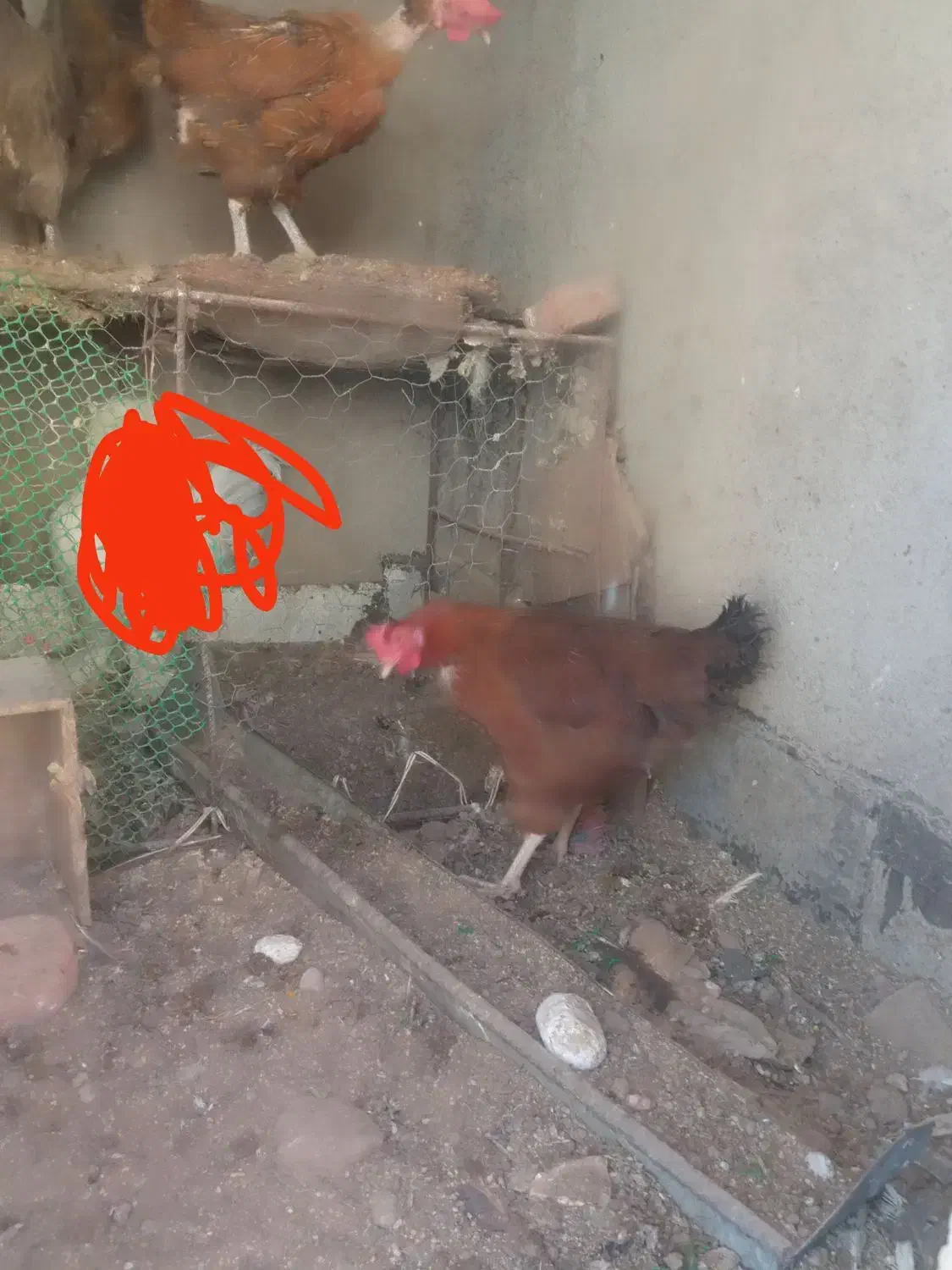 سه عدد مرغ تخم گذار|حیوانات مزرعه|آذرشهر, |دیوار