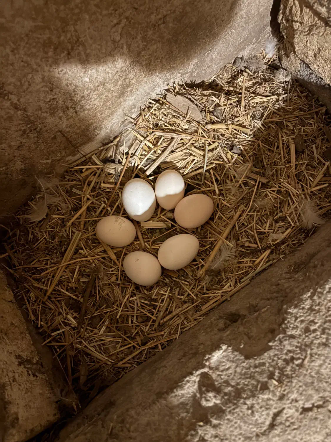 تخم مرغ رسمی واقعی|حیوانات مزرعه|قم, بکایی|دیوار