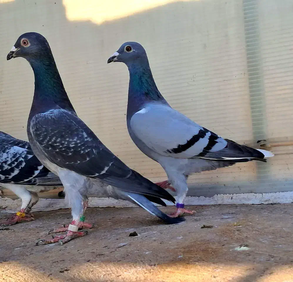 سید جوجه آلمانی سبز پولکی پرشی سوسکی صید چاپی پولک|پرنده|مشهد, پورسینا|دیوار