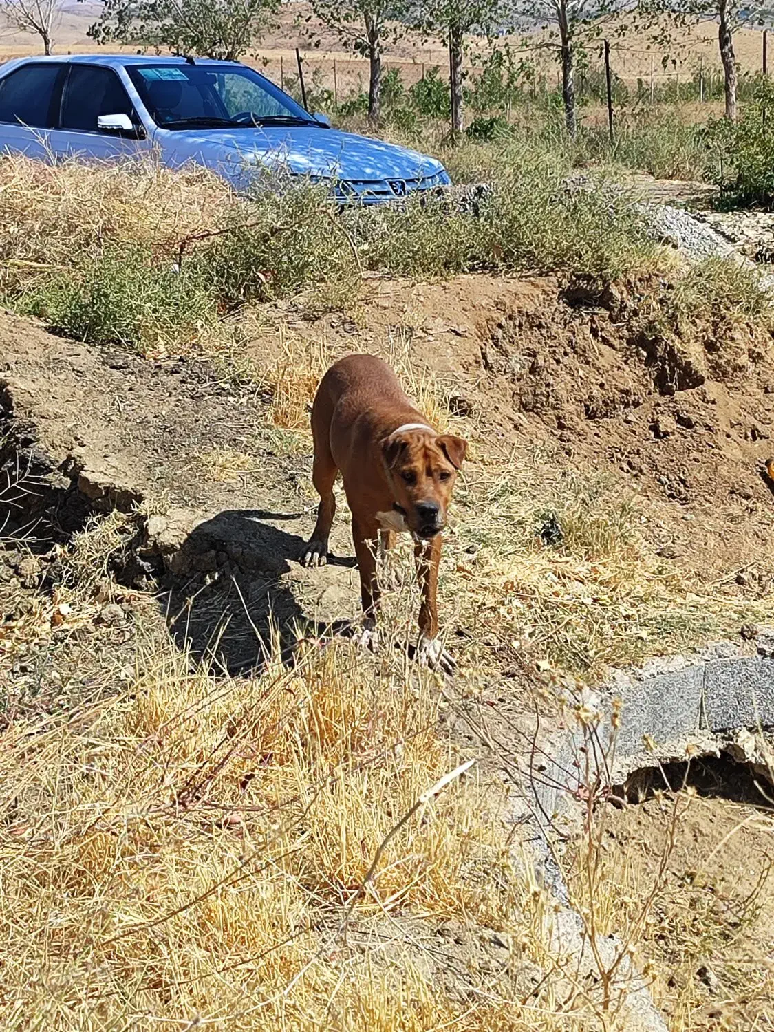 پیت بول نر فروشی یا معاوضه|سگ|شهریار, رضی آباد پایین|دیوار