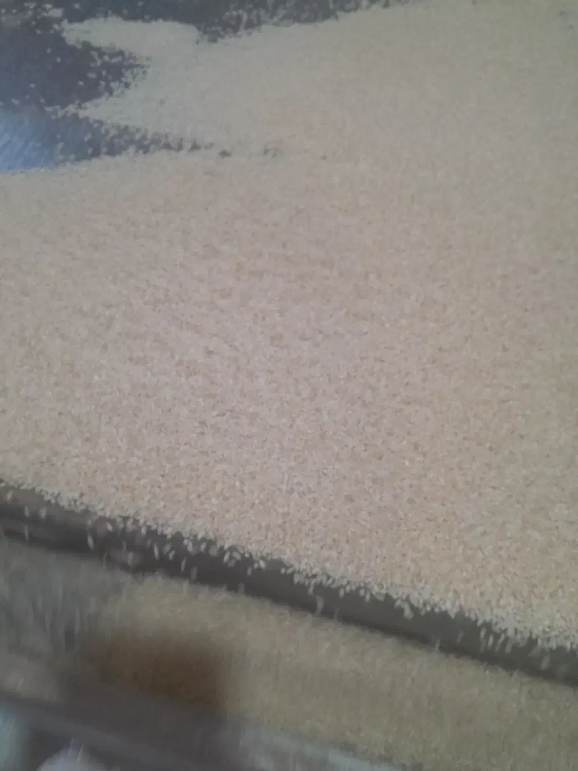 برنج چمپا باغملک|خوردنی و آشامیدنی|باغ ملک, |دیوار