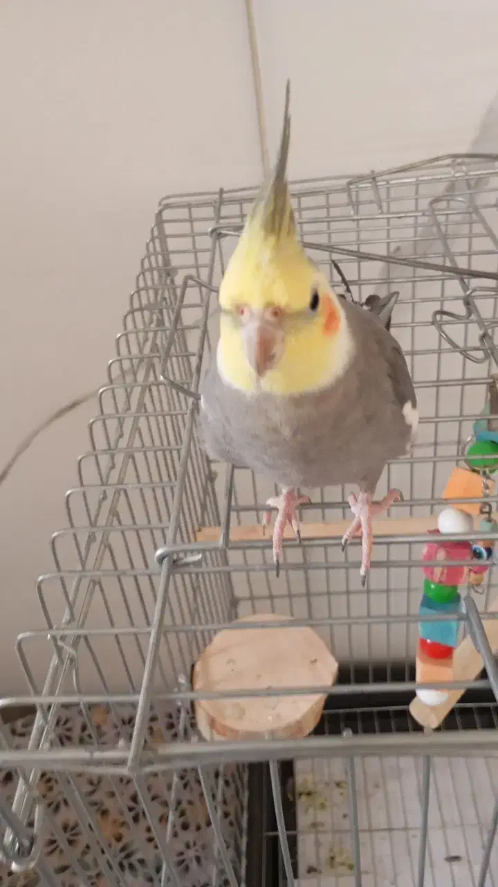 عروس هلندی بالغ نر با وسایل|پرنده|ابریشم, |دیوار