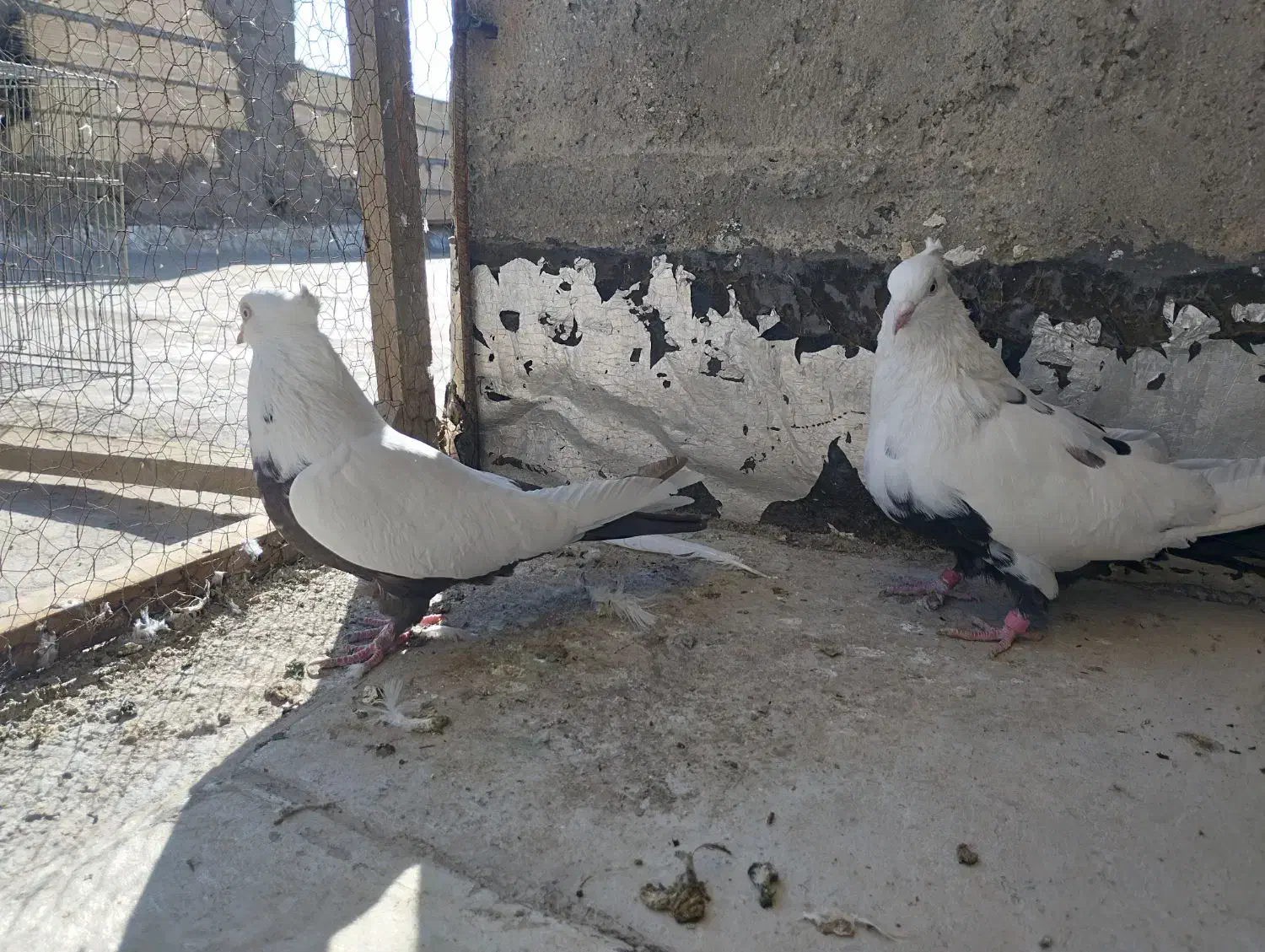 نر و ماده دمی|پرنده|بروجرد, |دیوار