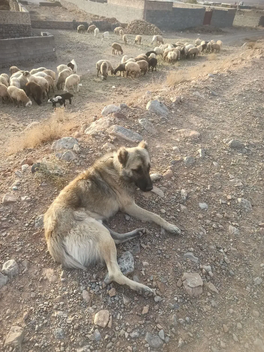 سگ خراسانی|سگ|اسفراین, |دیوار