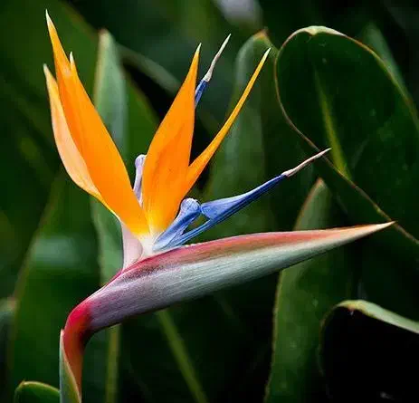 گل زیبا و آپارتمانی استرلیتزیا یا پرنده بهشتی|گل و گیاه طبیعی|لاهیجان, لیالستان|دیوار