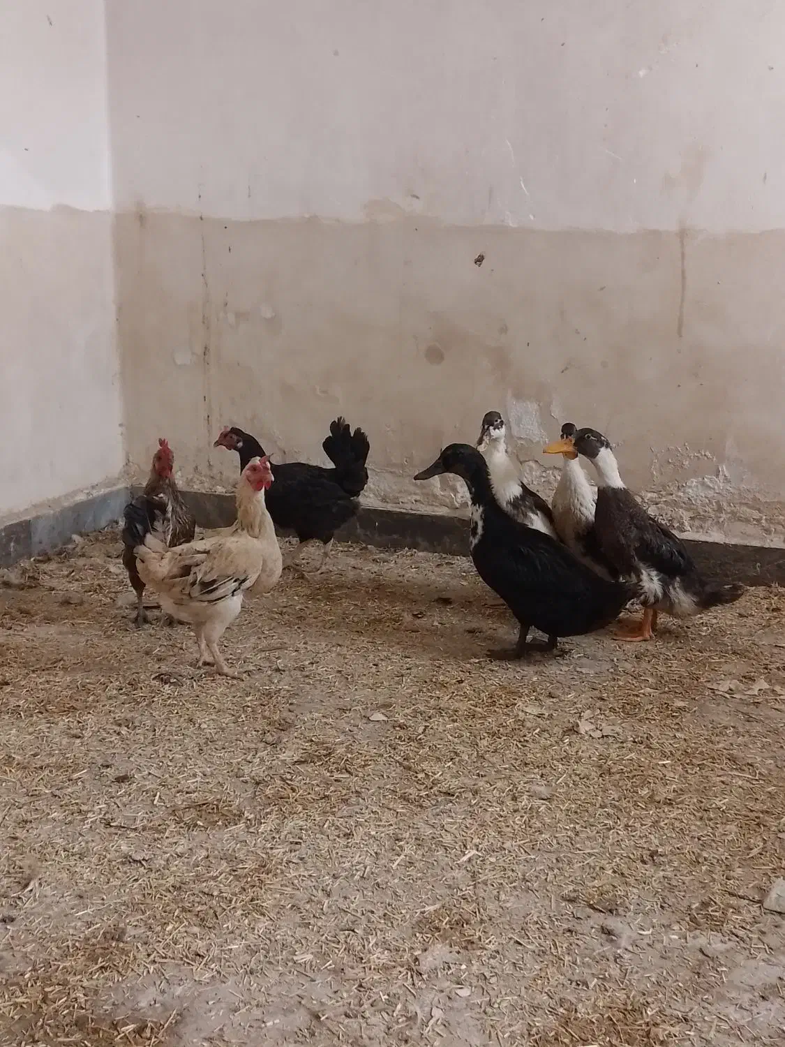 شادگان|حیوانات مزرعه|شادگان, |دیوار