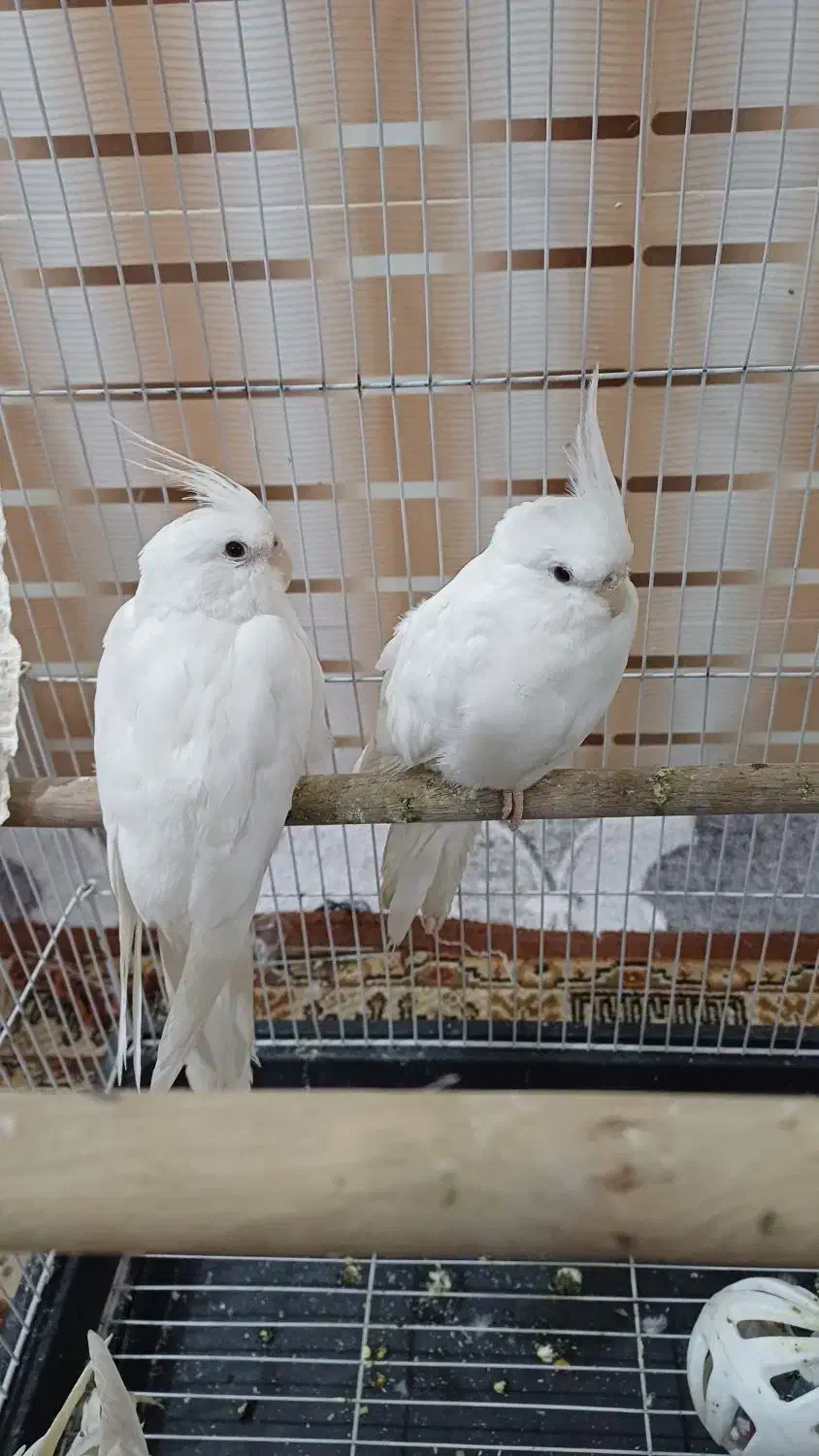 عروس هلندی البینو|پرنده|اهواز, اسلام آباد شرقی|دیوار