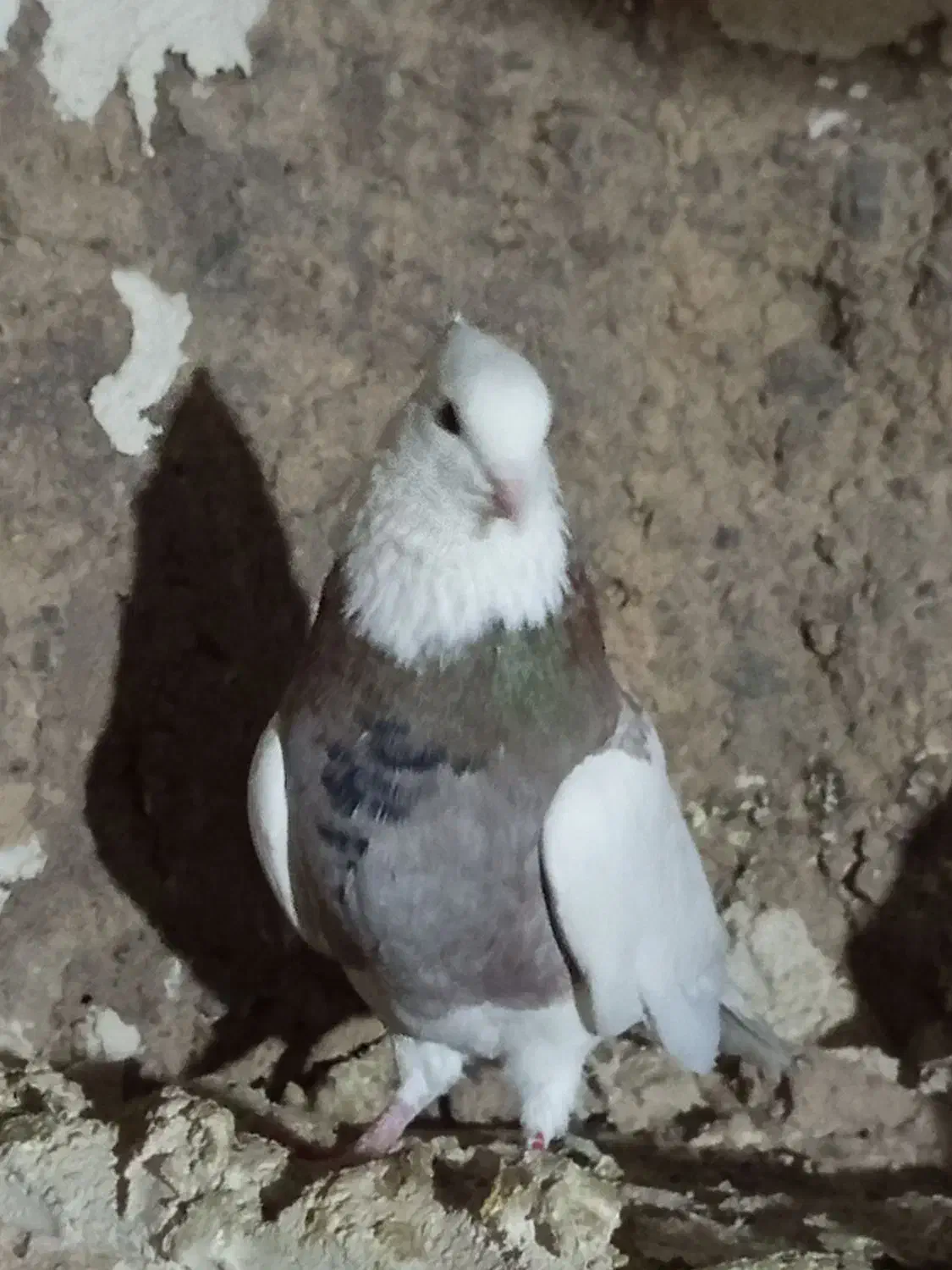 طوقی|پرنده|هرسین, |دیوار