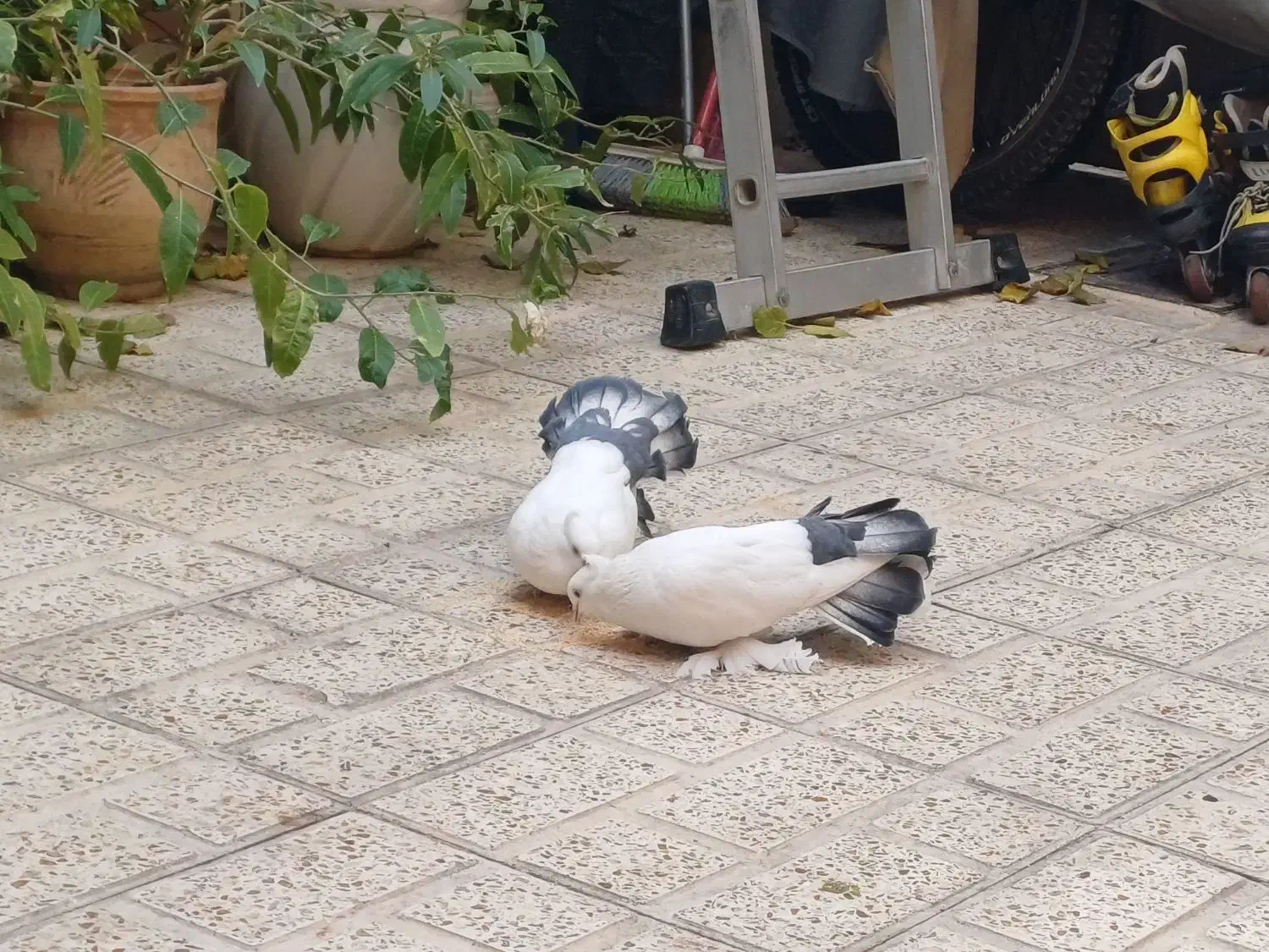 کفتر زینتی|پرنده|فردیس, شهرک هفده شهریور|دیوار