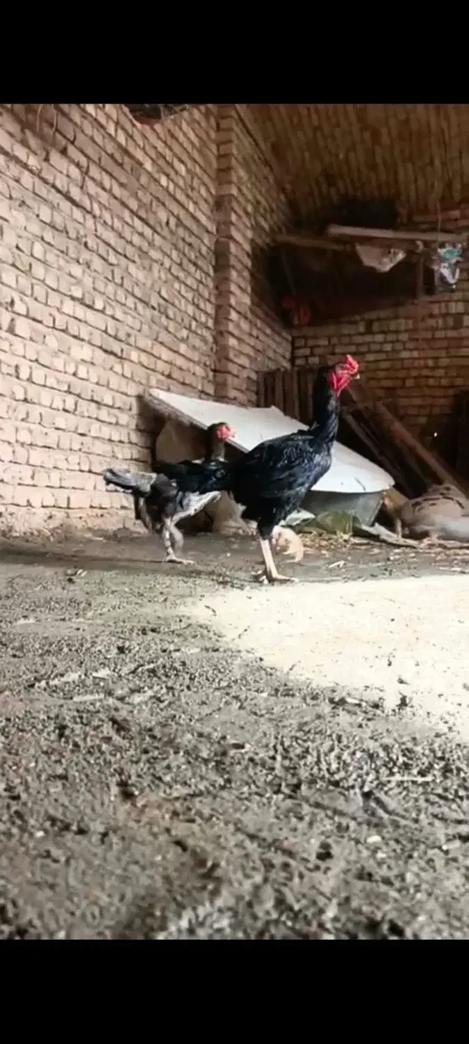 شامو اوشامو مرغ خروس|حیوانات مزرعه|تهران, خرمشهر|دیوار