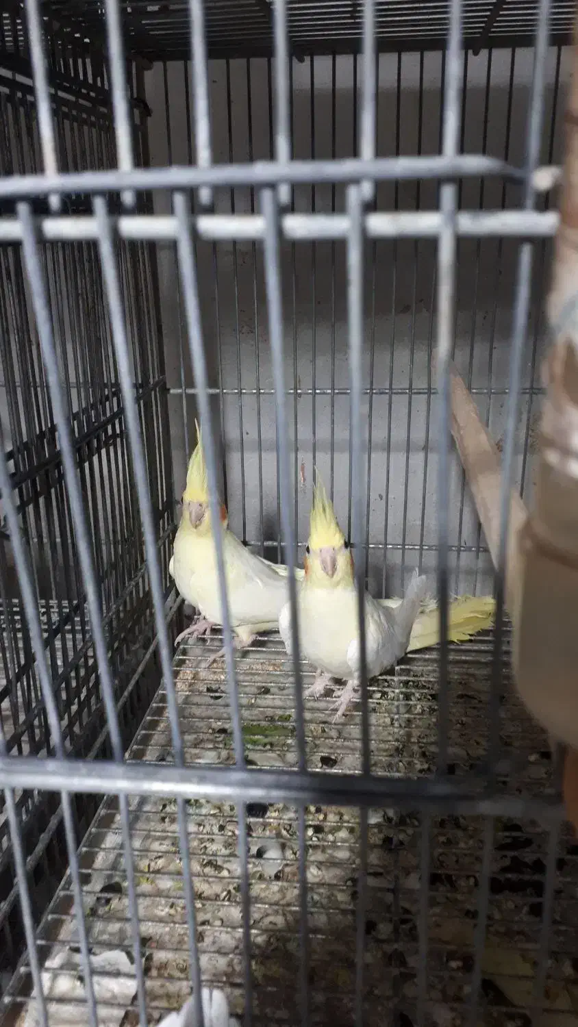 ۸جفت عروس لوتینو با تخم و۷ تاجوجه|پرنده|علیآباد کتول, |دیوار