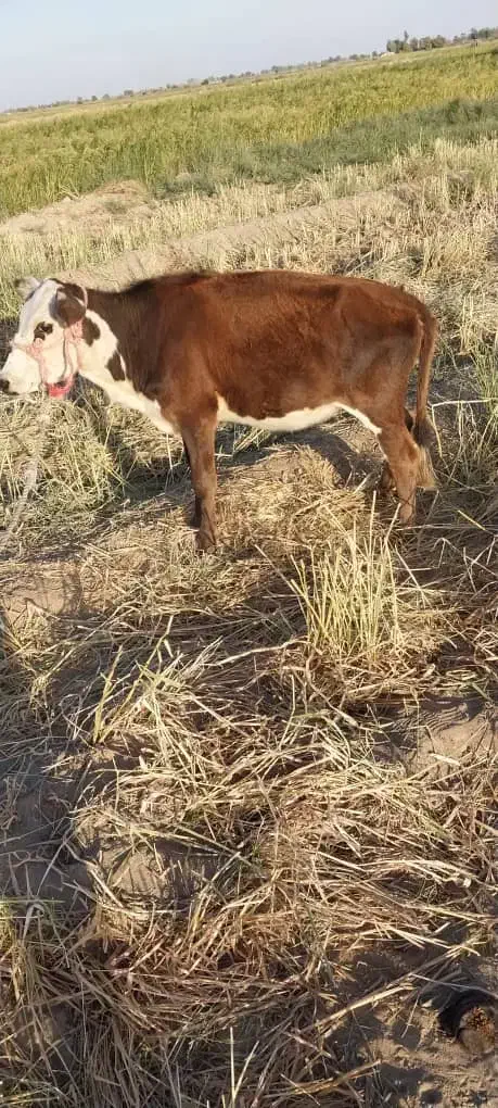 گوساله ماده دورگ|حیوانات مزرعه|جیرفت, |دیوار