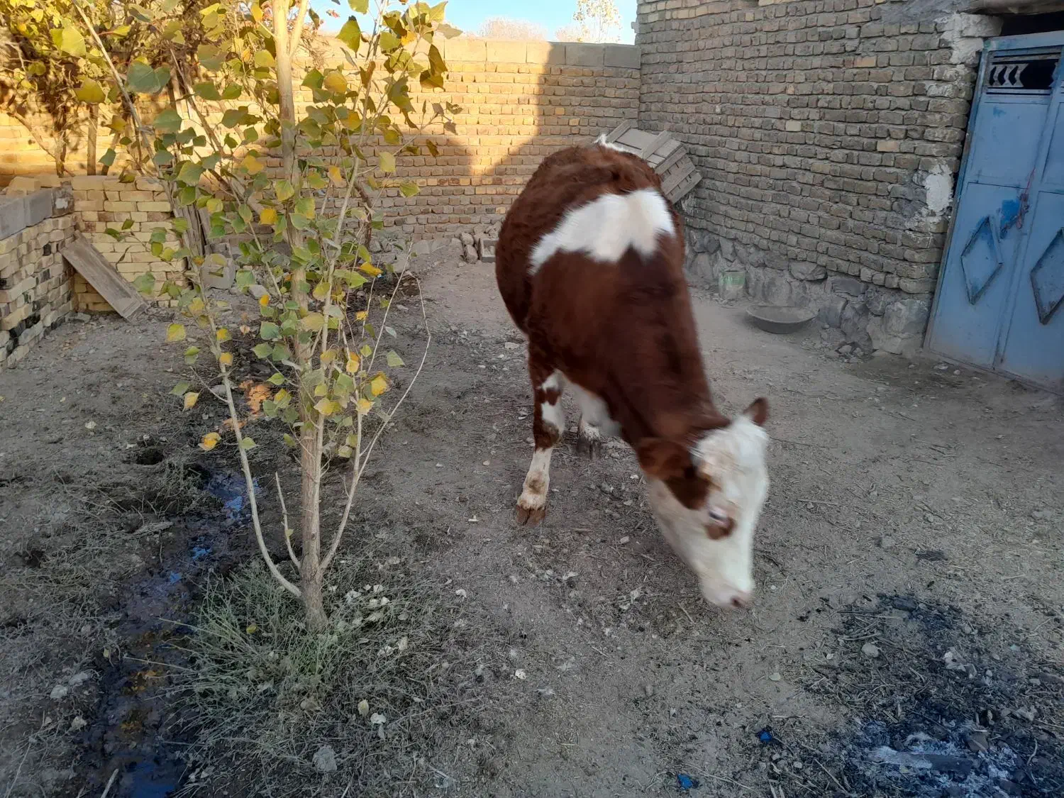 گوساله سیمنتال قرمز تلیسه|حیوانات مزرعه|قیدار, |دیوار