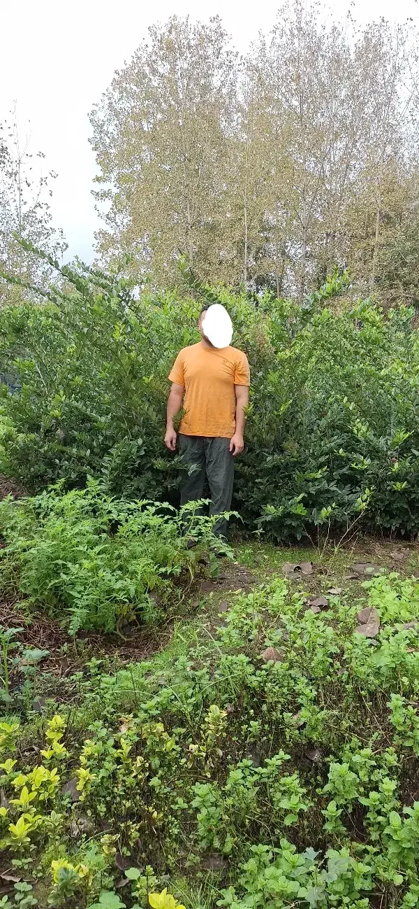 گل یاس عطری|گل و گیاه طبیعی|آستانه اشرفیه, |دیوار