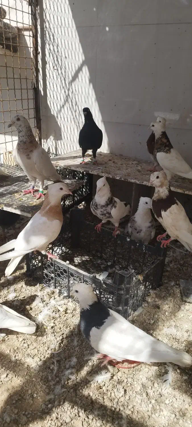 خرمشهر|پرنده|خرمشهر, |دیوار