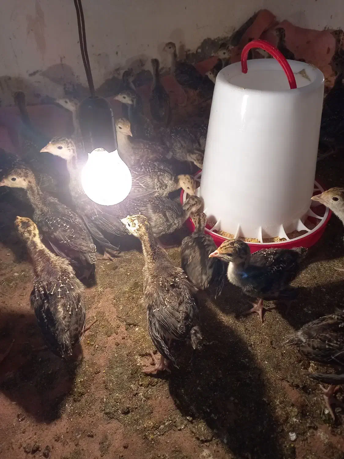 بوقلمون|حیوانات مزرعه|خوشاب, |دیوار