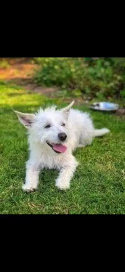 سگ اشپیتز ماده شیتزو واگذاری رایگان|سگ|کرج, کوی زنبق|دیوار