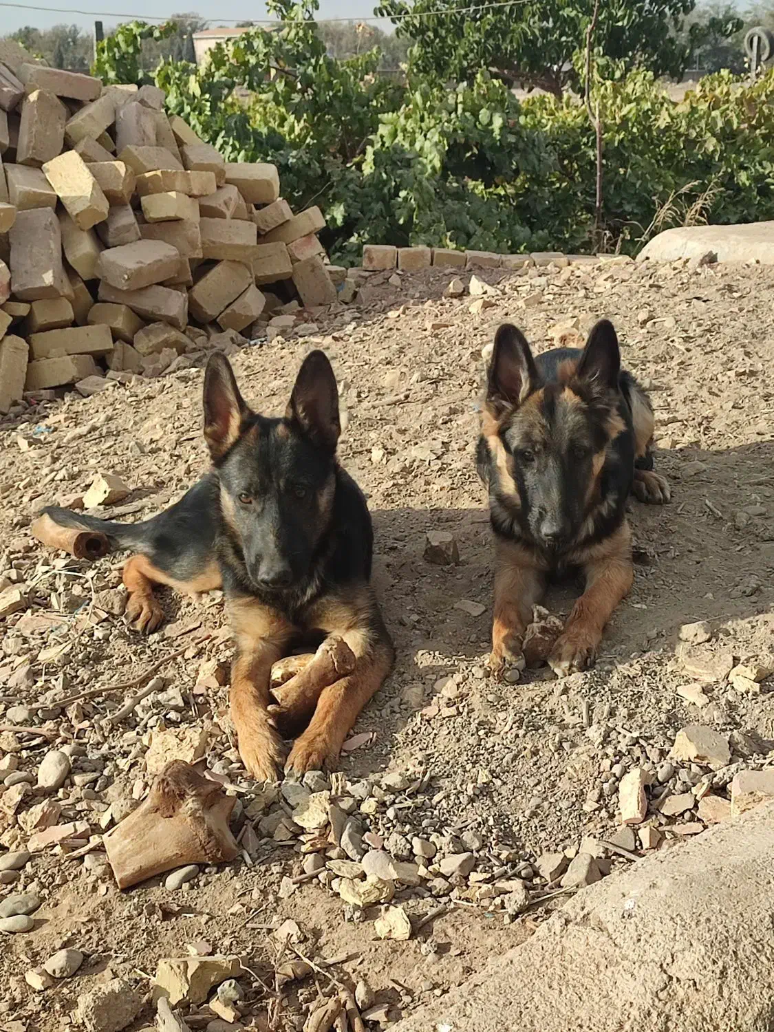 توله سگ ژرمن شپرد اصیل شناسنامه دار|سگ|الوند, |دیوار