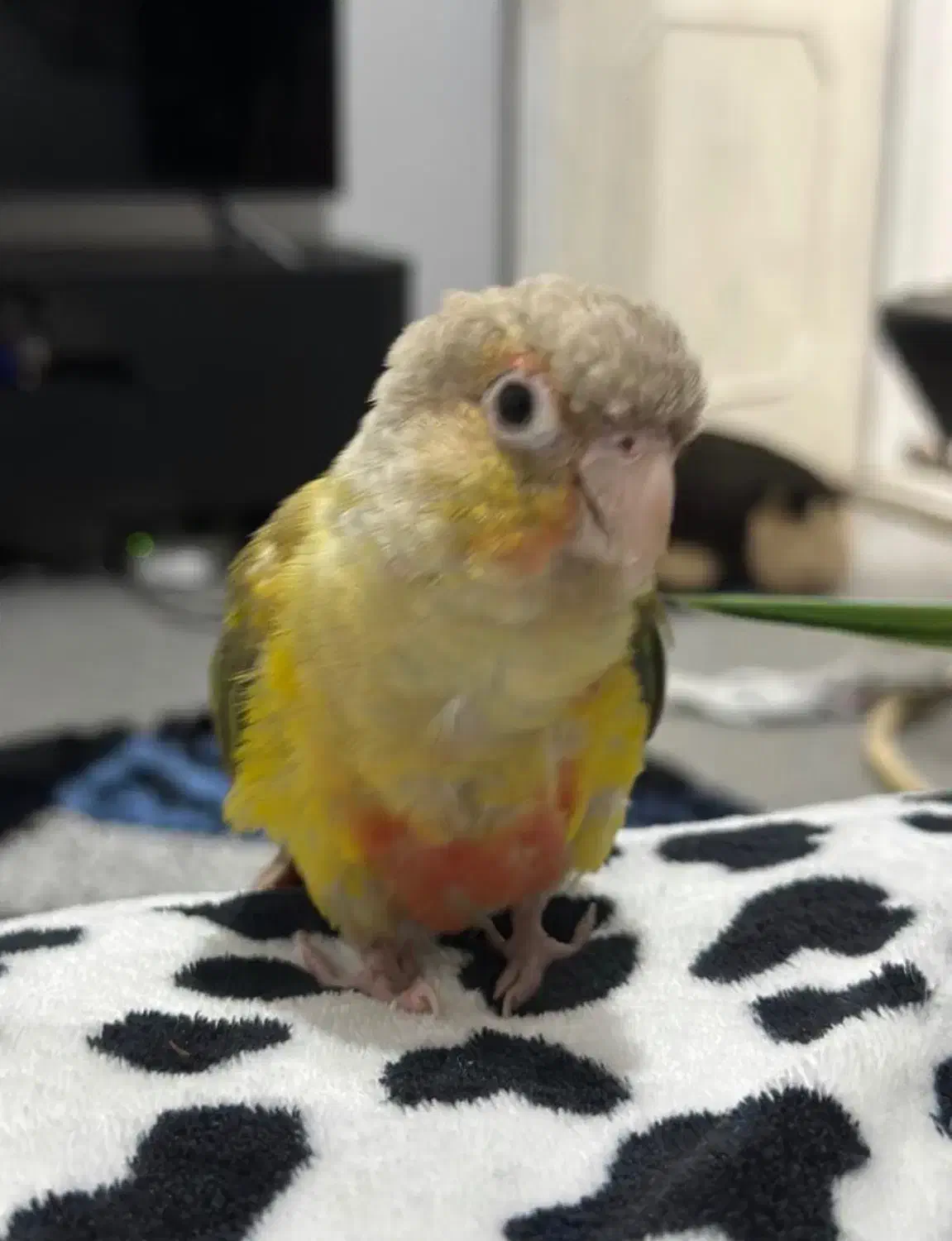 گمشده دومیلیون مژدگانی|حیوانات|خرم‌آباد, |دیوار