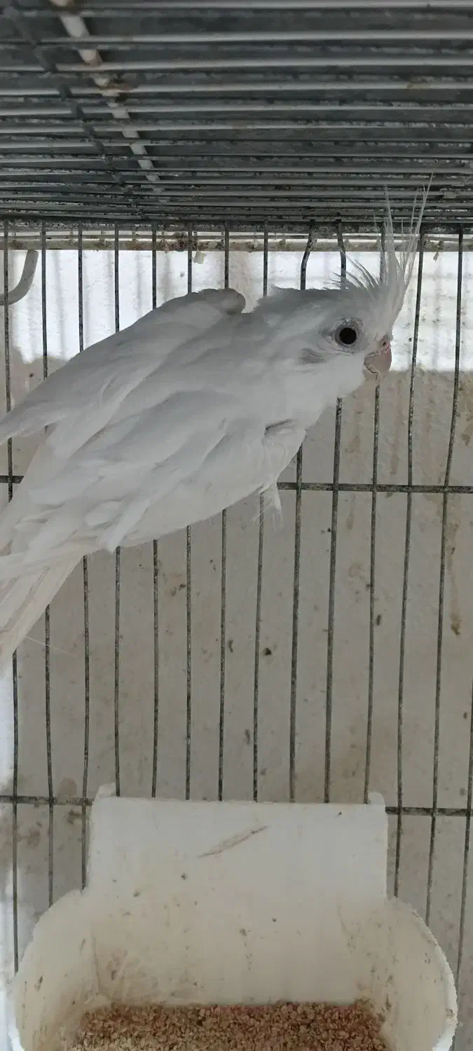 عروس نر آماده جفت|پرنده|بجنورد, |دیوار