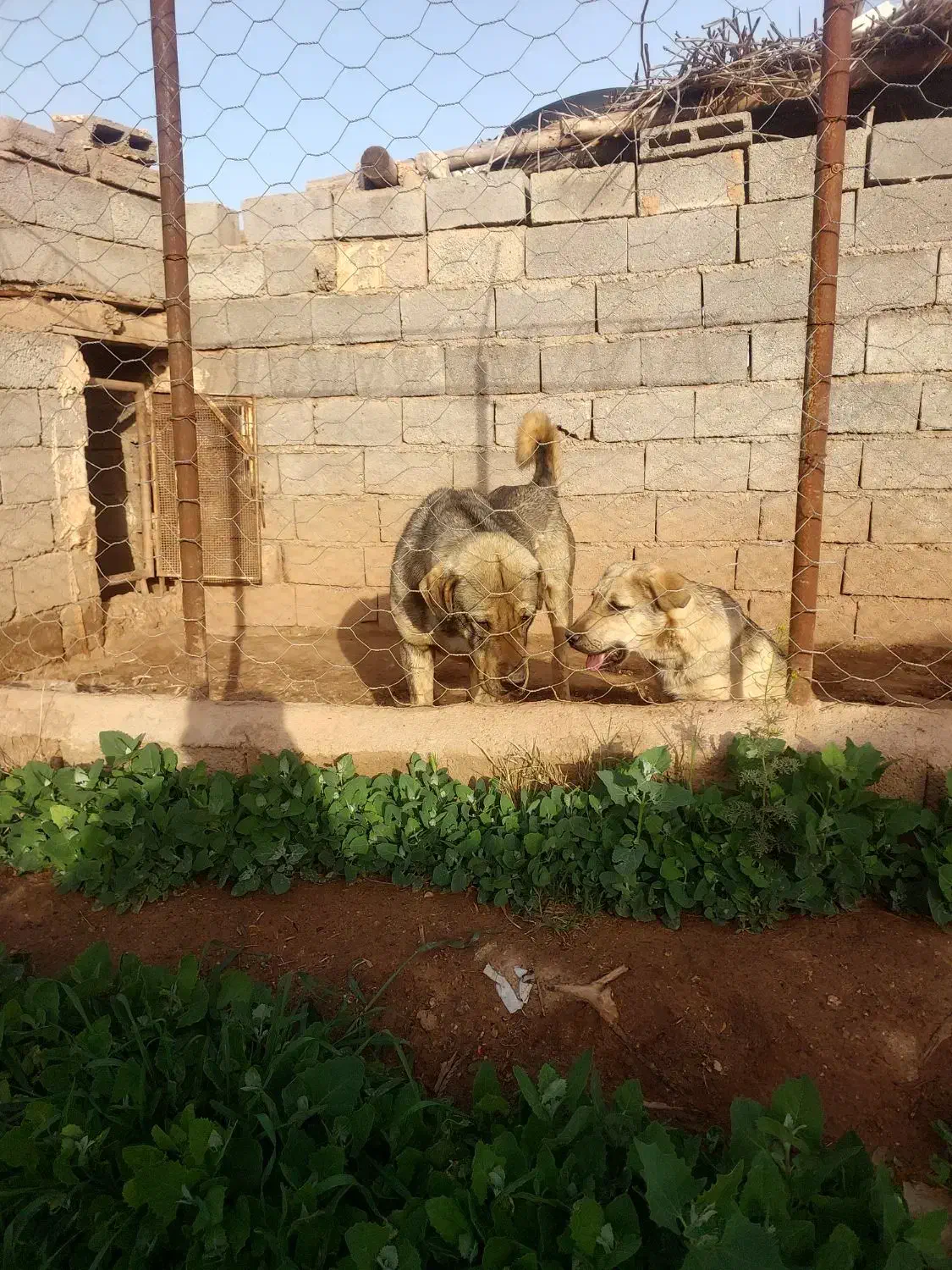 توله سگ عراقی. اصیل|سگ|تهران, افسریه شمالی|دیوار