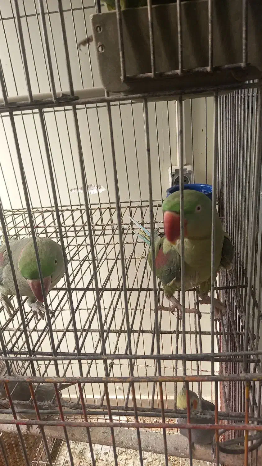 شاه طوطی|پرنده|همدان, |دیوار