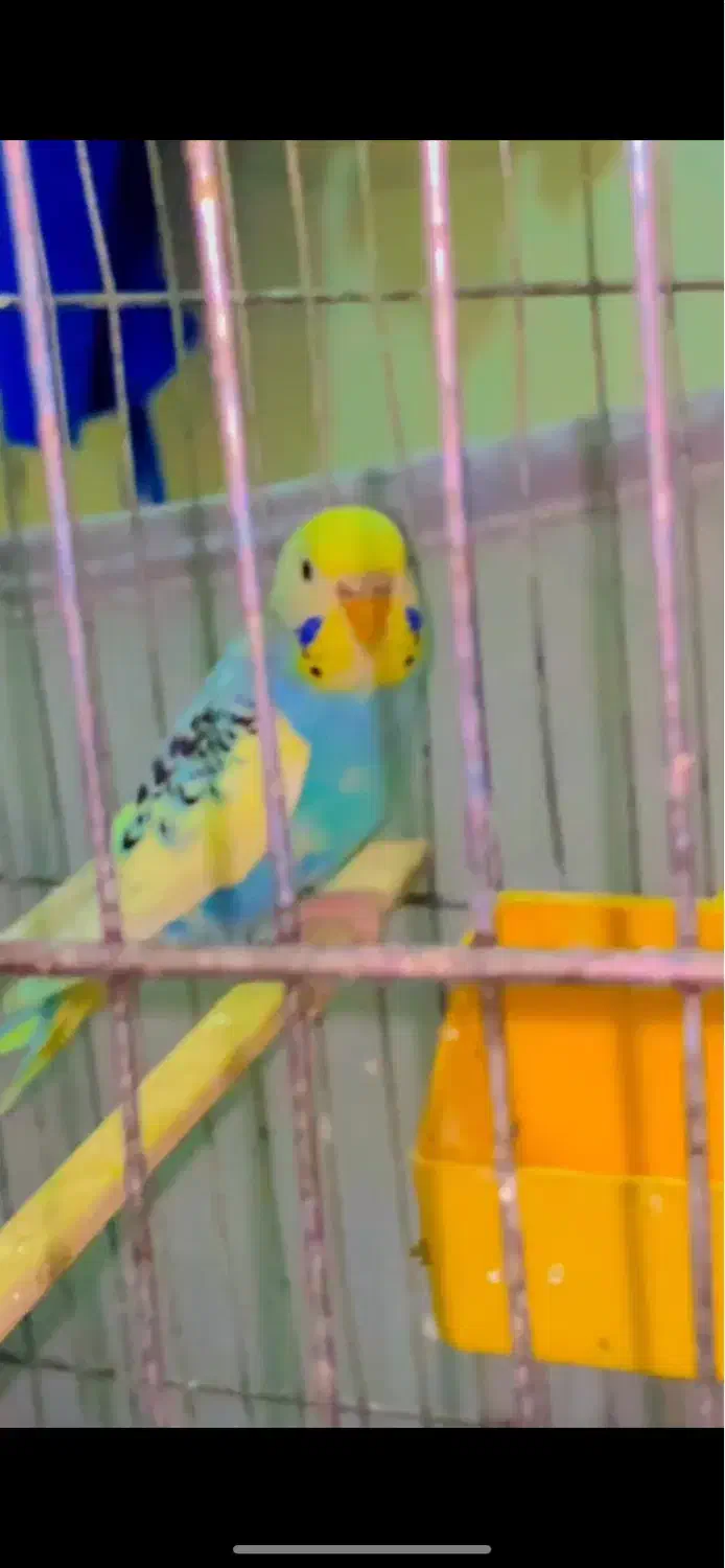 مرغ عشق ماده اماده مست|پرنده|تهران, جوانمردان (اندیشه)|دیوار