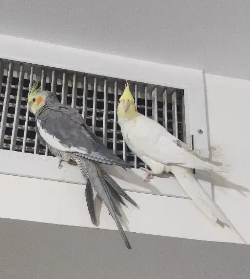 عروس هلندی|پرنده|گرمدره, |دیوار